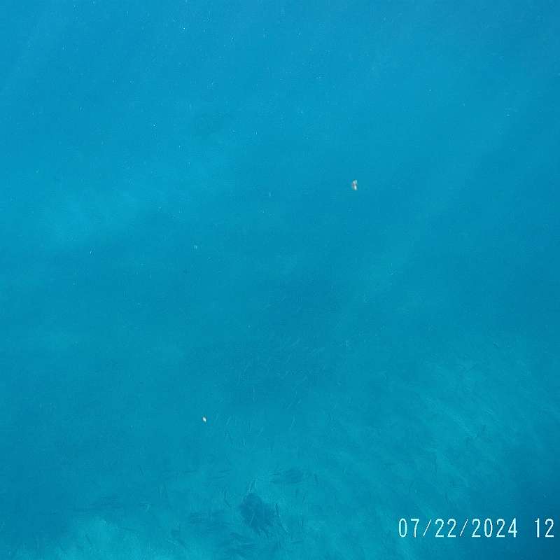 31: 2024-underwater_maui-0722_1207-57