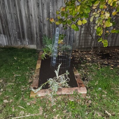 2025-fixing_backyard_grass-11_22-17_25-13