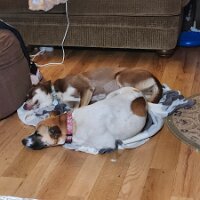 2025-thanksgiving-11_27-17_38-12