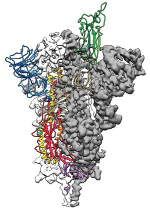 SARS-CoV-2 'S'pike protein